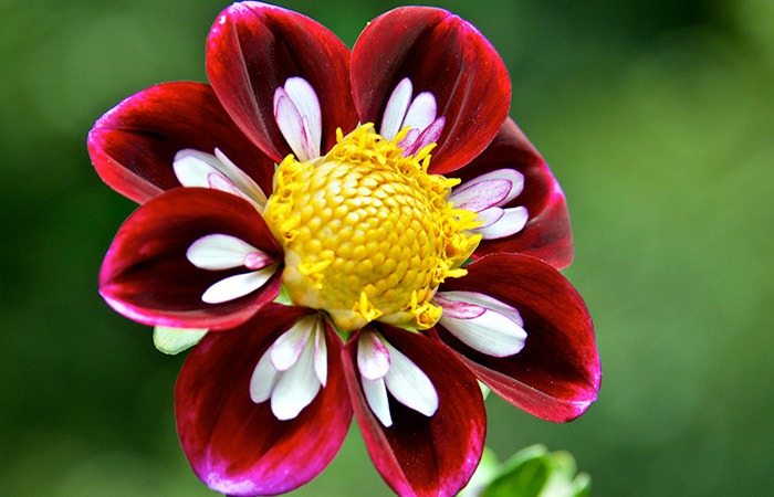 A vibrant red dahlia with a yellow center and white accents on its petals amid a blurred green background.