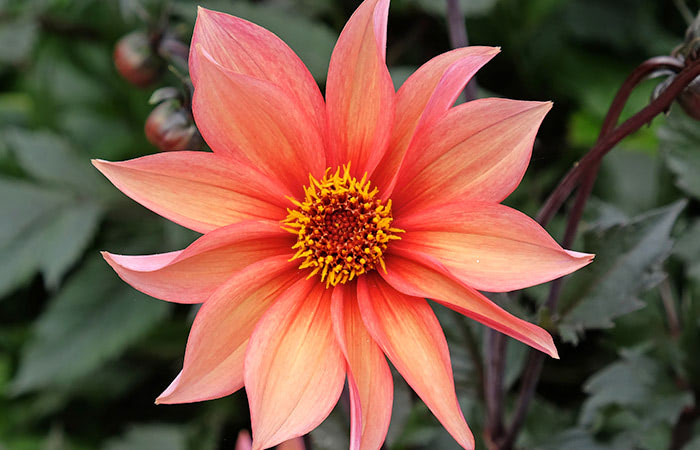 An orange-pink flower with multiple long petals radiates outward from a yellow center, set against a background of dark green leaves.