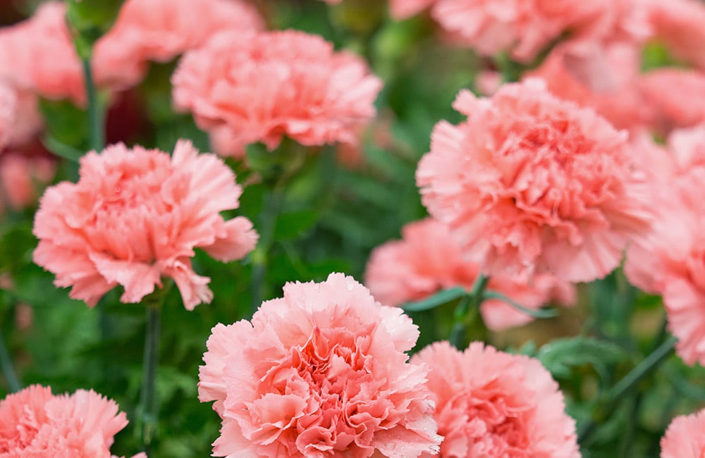 Pink carnations blooming abundantly among green leaves in a garden setting, showcasing their ruffled petals and delicate beauty.