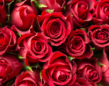 Valentine's Roses