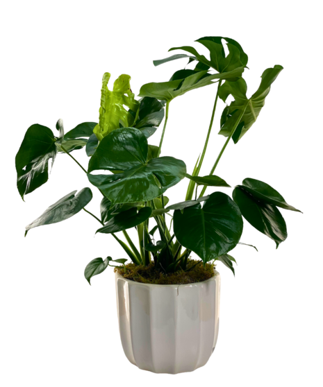 Split Leaf Philodendron - Monstera