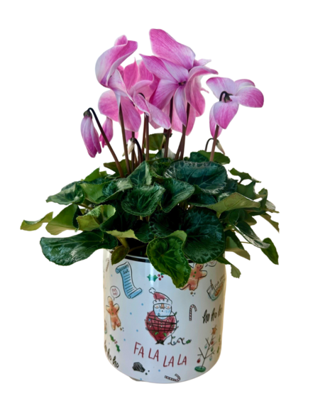 Cyclamen