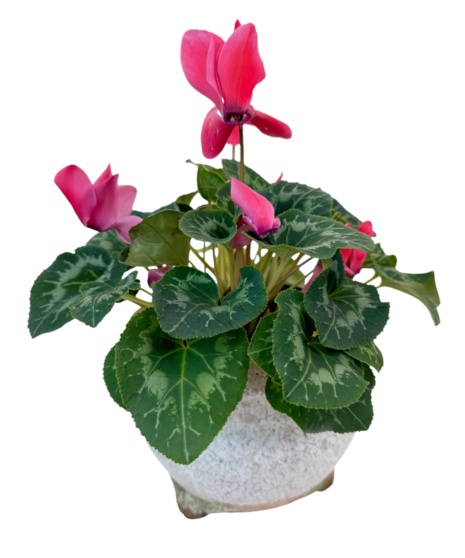 Cyclamen