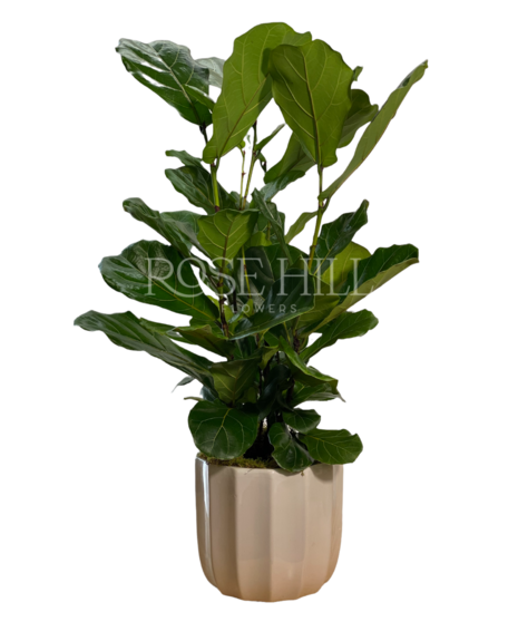 Fiddle Leaf Fig