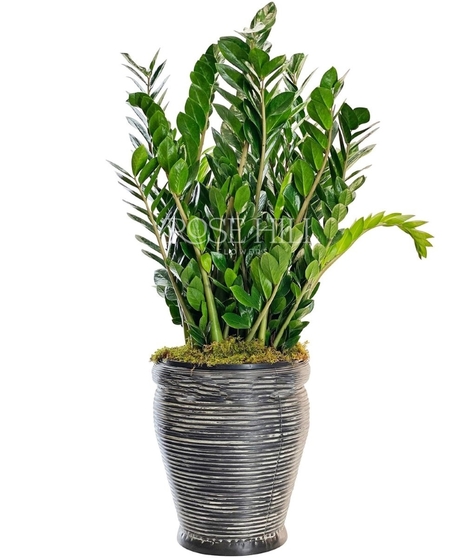 Green ZZ Plant