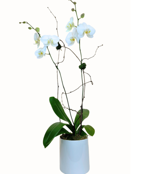 Orchid in Ceramic Container