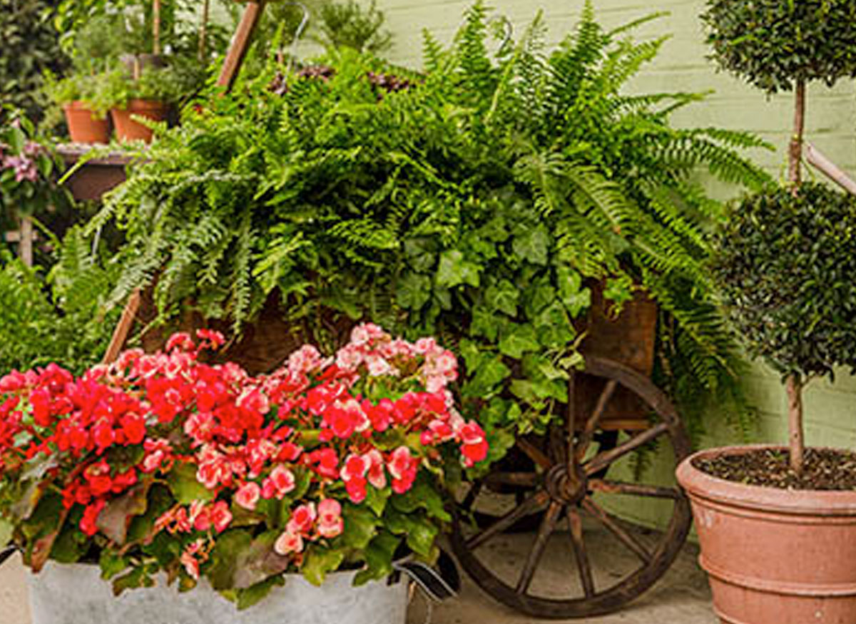 Gorgeous flower and plant arrangements in a wide range of pots and baskets